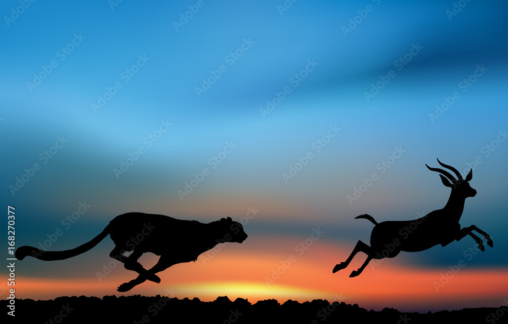 Cheetah is hunting an antelope Cheetah is hunting an antelope