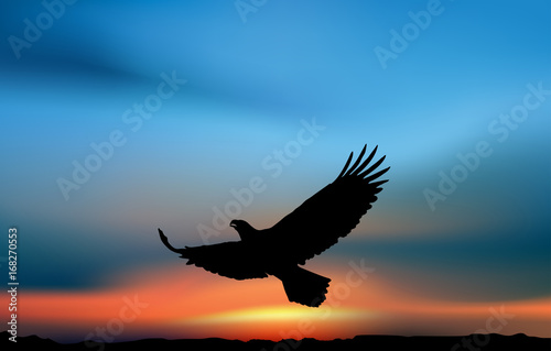 Flying eagle in the sunset