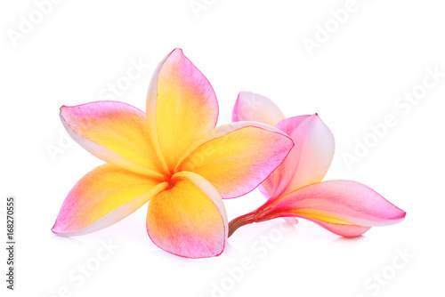 pink frangipani or plumeria  tropical flowers  isolated on white background