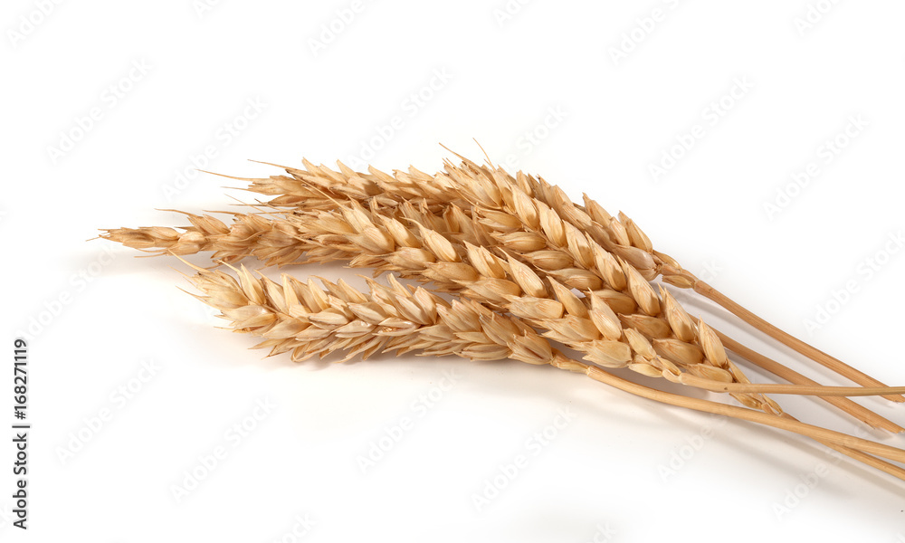 Some spikelets of wheat Some spikelets of wheat