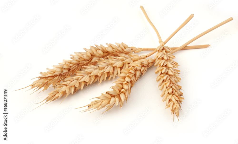 Some spikelets of wheat - obrazy, fototapety, plakaty 