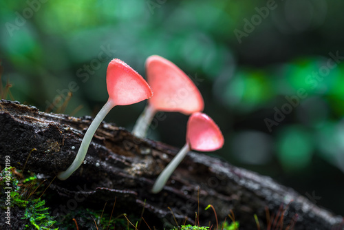 Closeup of mushrooms growing in the forest. Pink Fungi Cup.