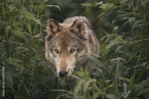 Wolf In The Wilderness