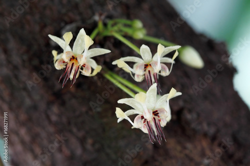 Close up cacao flowers (Theobroma cacao): The native plant of Central and South America that cacao (cocoa) beans used to make a cocoa mass, cocoa powder and chocolate photo