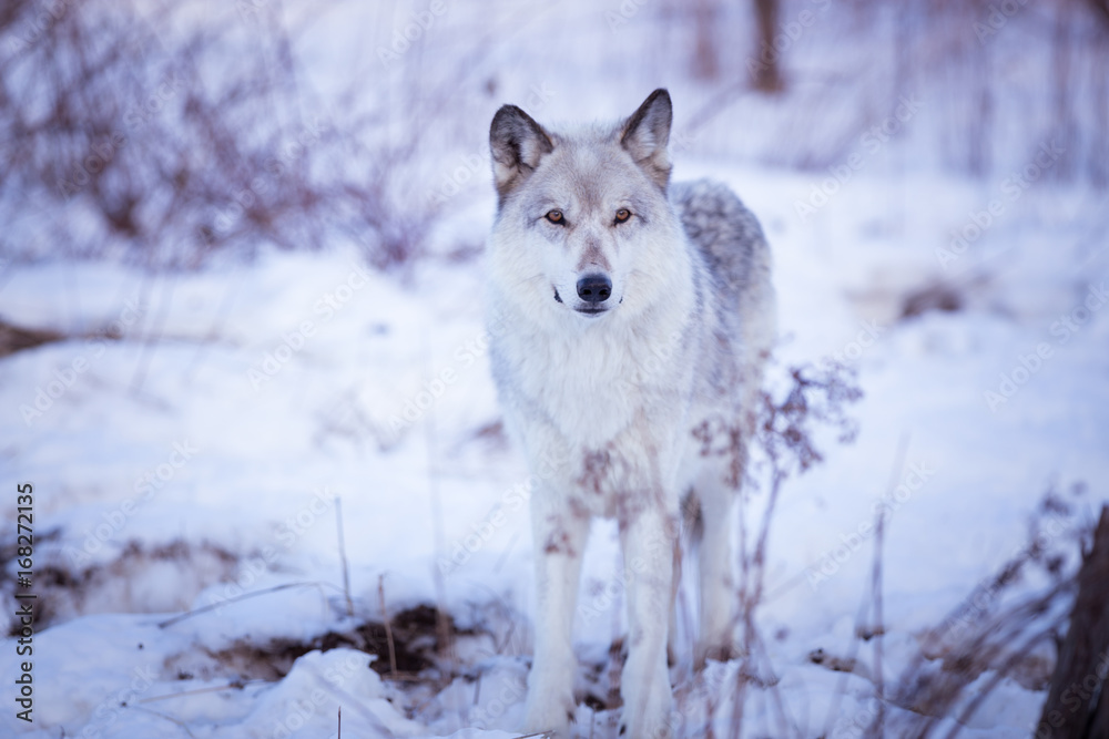 Obraz premium Purple Wolf