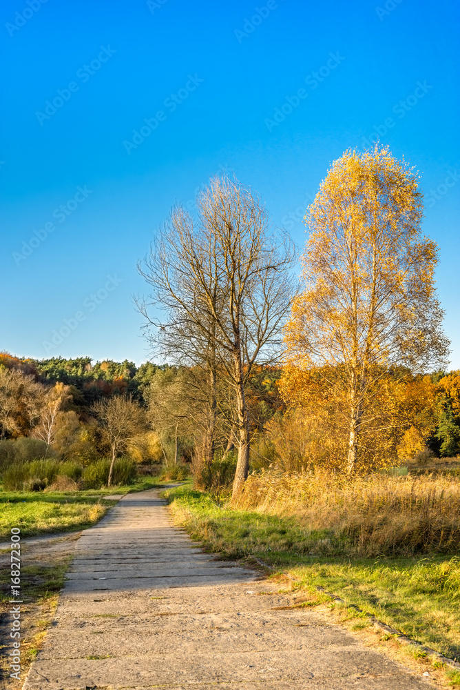 Yellow tree in autumn scenery, path leading to autumn forest in sunny day and blue sky