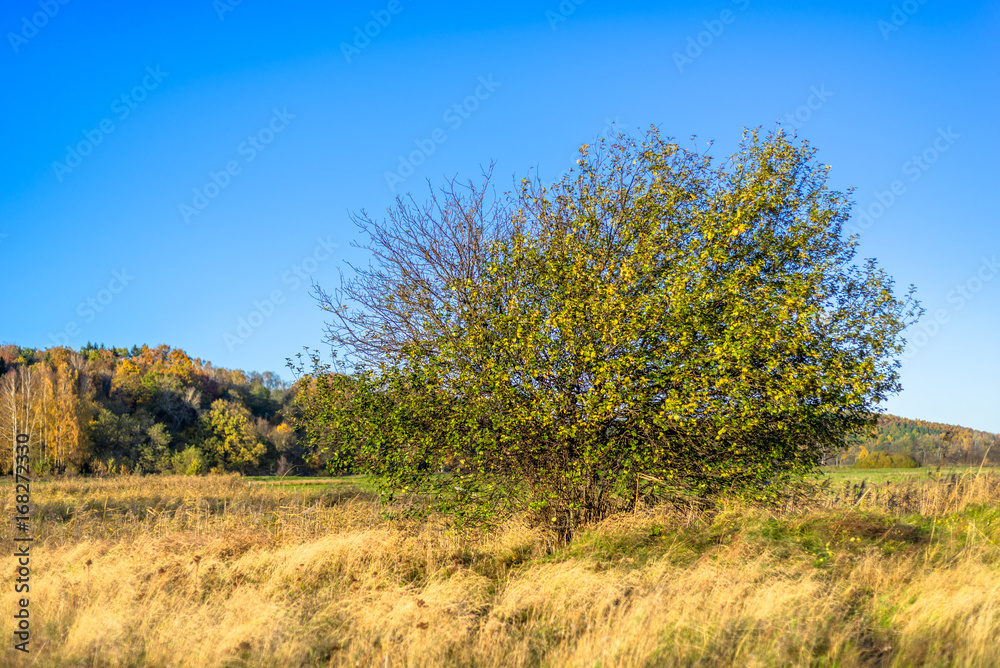Autumn landscape, field with lonely tree on blue blue sky natural background