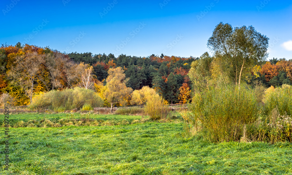 Sunny autumn landscape, forest and field with green grass and blue sky in sunny day