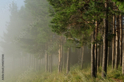 Лес в тумане
