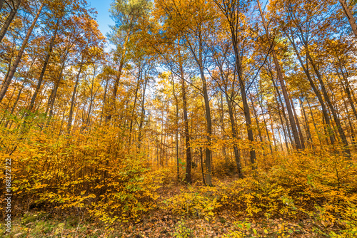 Autumn forest  fall landscape with golden leaves on trees