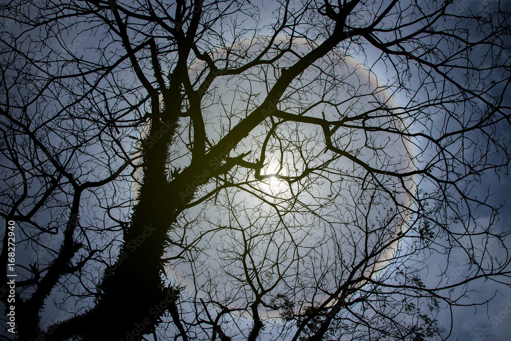 Sun halo Sun halo