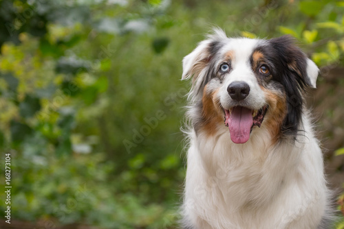 Fotografie australian shepherd