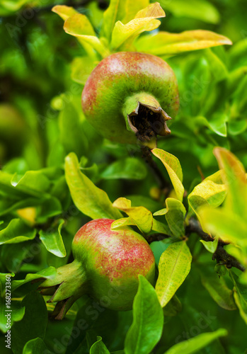 Pomegranate fruits on the tree