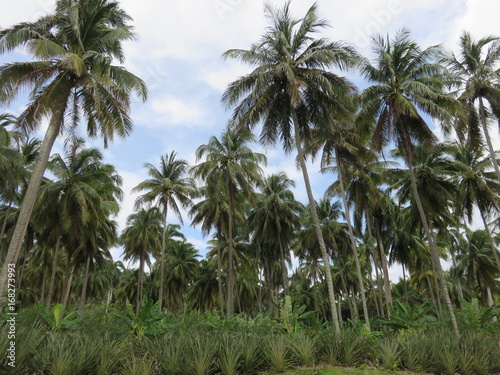 Wallpaper Mural forêt de cocotiers Torontodigital.ca
