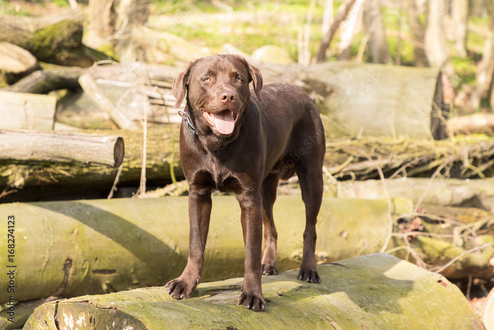Fototapeta premium Labrador is jumping in a forest