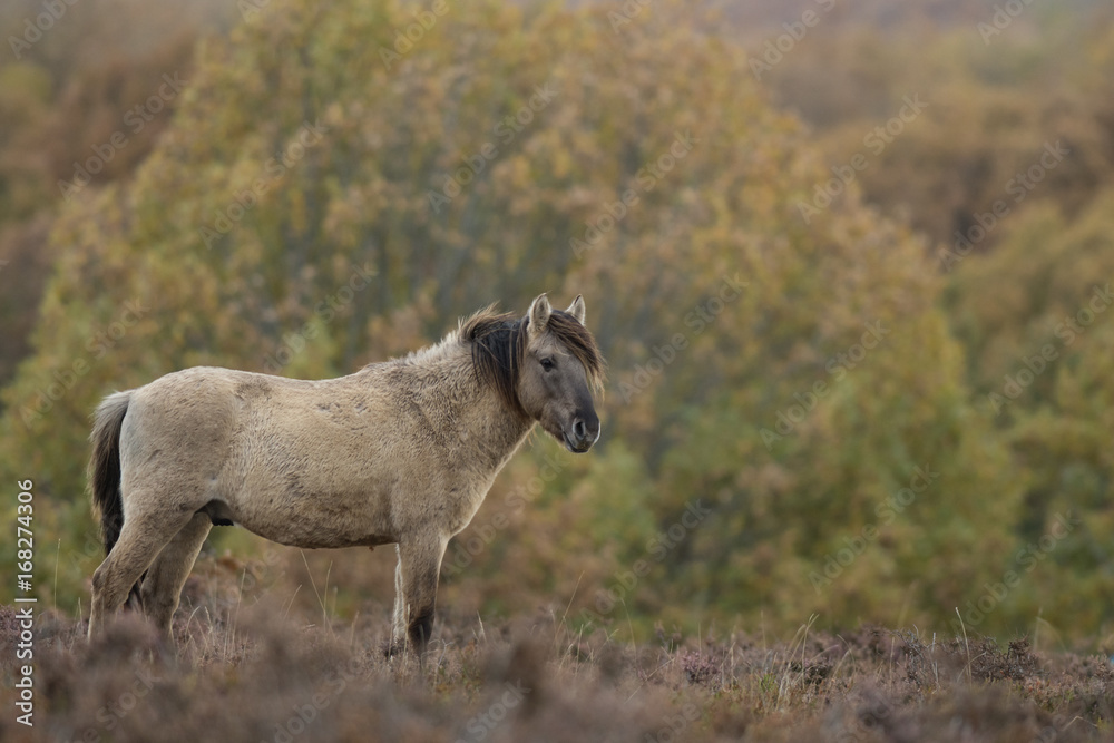 Obraz premium Cheval tarpan