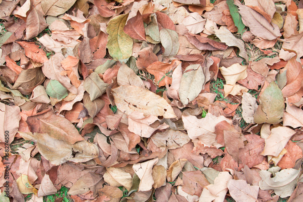 dry leaf texture background with copy space add text dry leaf texture background with copy space add text