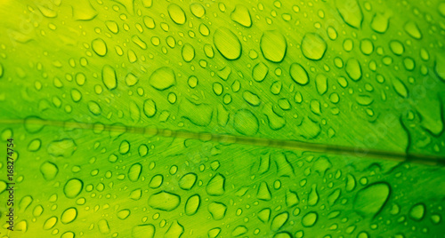 Green leaves natural background wallpaper / droplet water on leaf