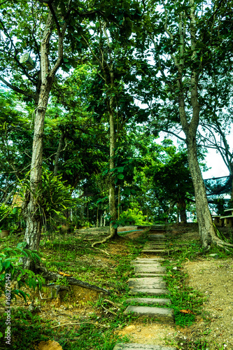 Foot walk between green tree in jungle