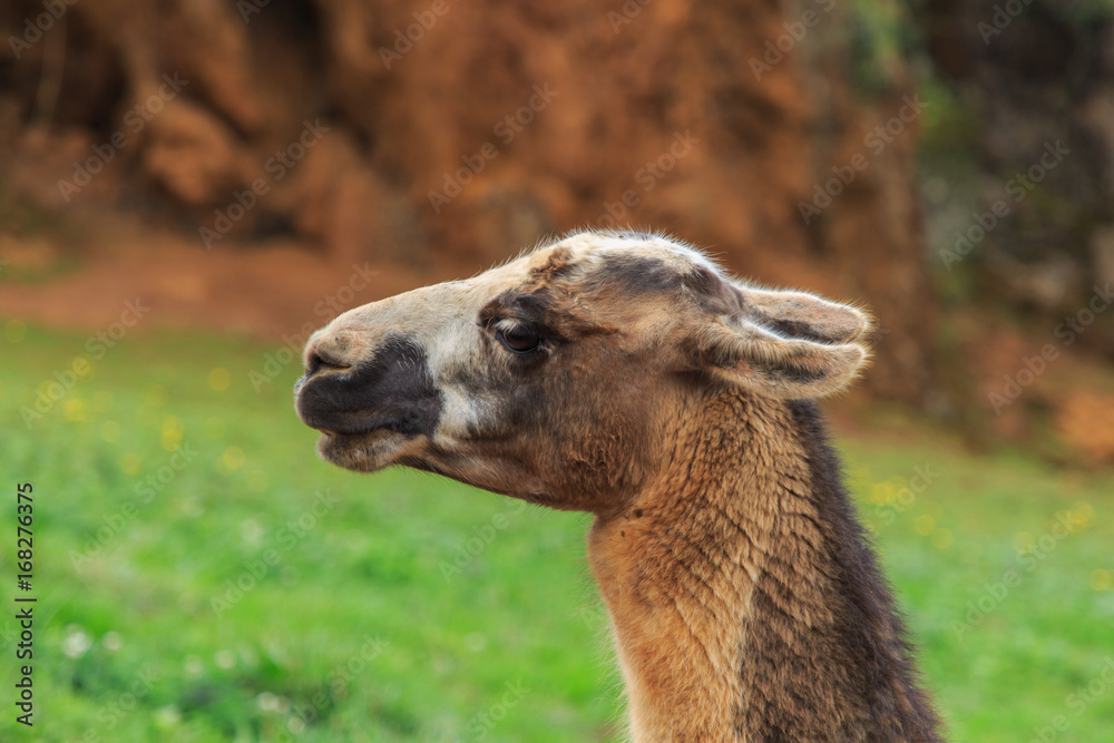 Obraz premium Flame head profile. Wild life concept