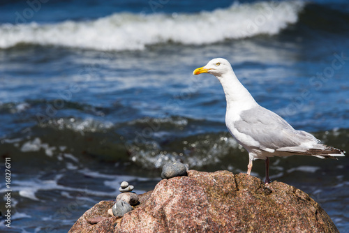 Heringsmöwe auf Fels am Meeresufer