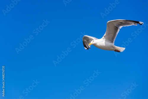 Heringsmöwe im Flug vor blauem Himmel