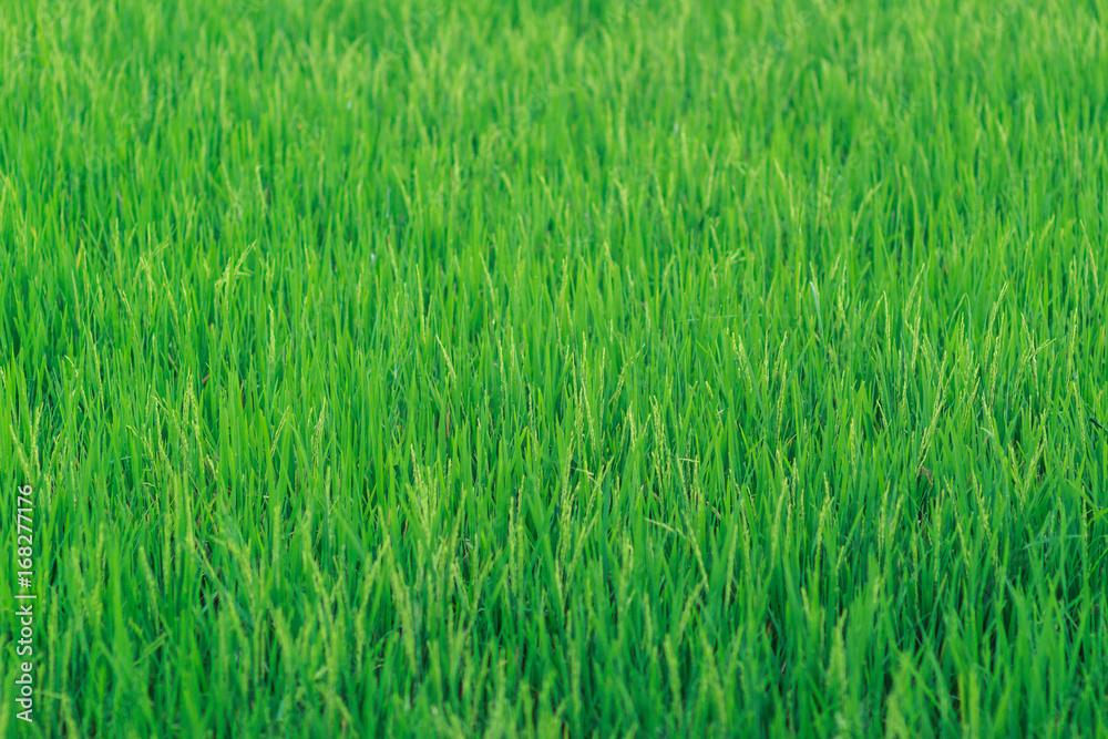 Rice field wallpaper background Rice field wallpaper background