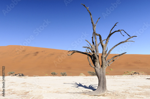 Dead acacia trees and dunes in the Namib desert / Dunes and dead acacia trees in the Namib desert, Dead Vlei, Sossusvlei, Namibia, Africa.