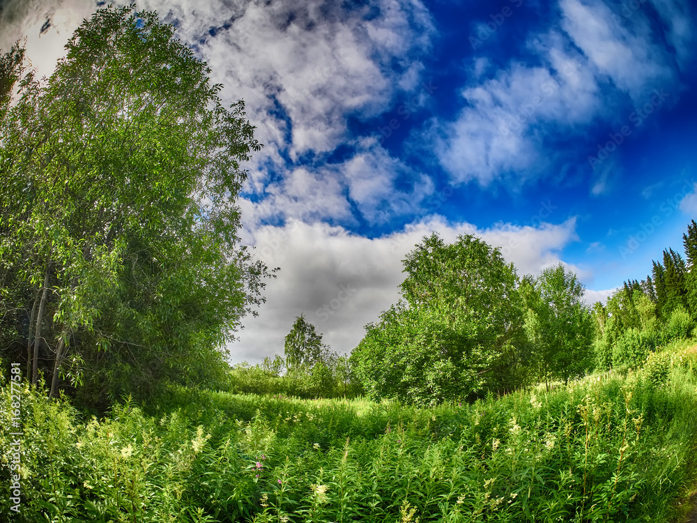 Fototapeta premium Glade in the forest