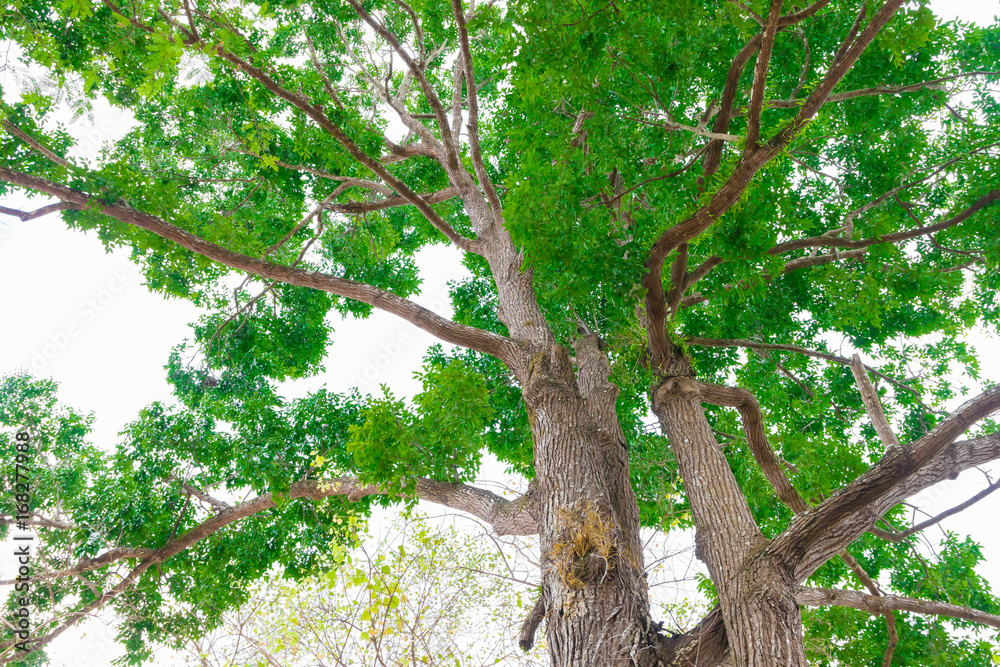 Fototapeta premium big tree trunk and branch leaf beautiful in the forest, bottom view with copy space add text