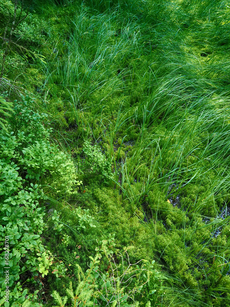 Grass in the forest Grass in the forest