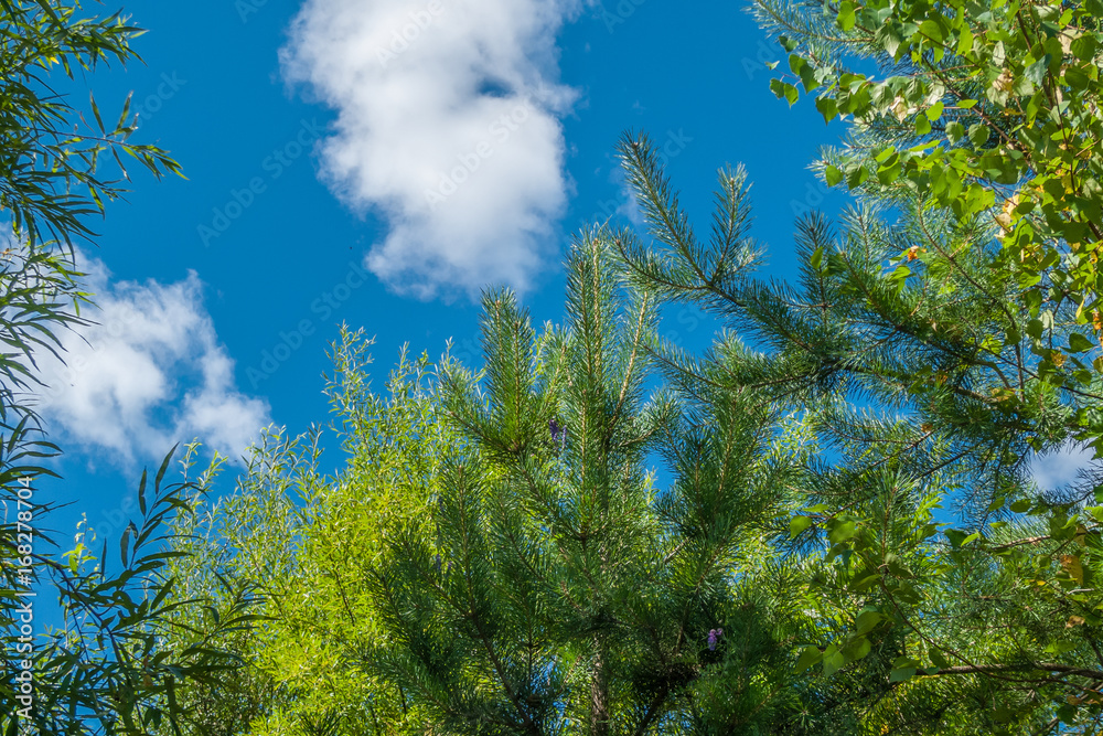 Branches of pine, birch, willow against the blue sky with clouds Branches of pine, birch, willow against the blue sky with clouds