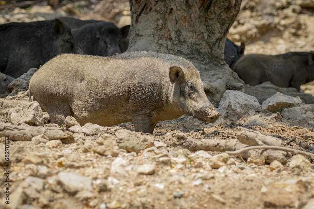 Image of boar on natural background. Wild Animals.