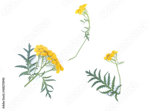 Tansy flowers on a white background