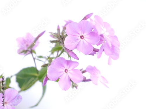 Fototapeta Naklejka Na Ścianę i Meble -  Flowers phloxes on white background