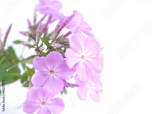 Flowers phloxes on white background