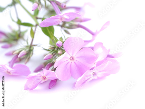 Flowers phloxes on white background