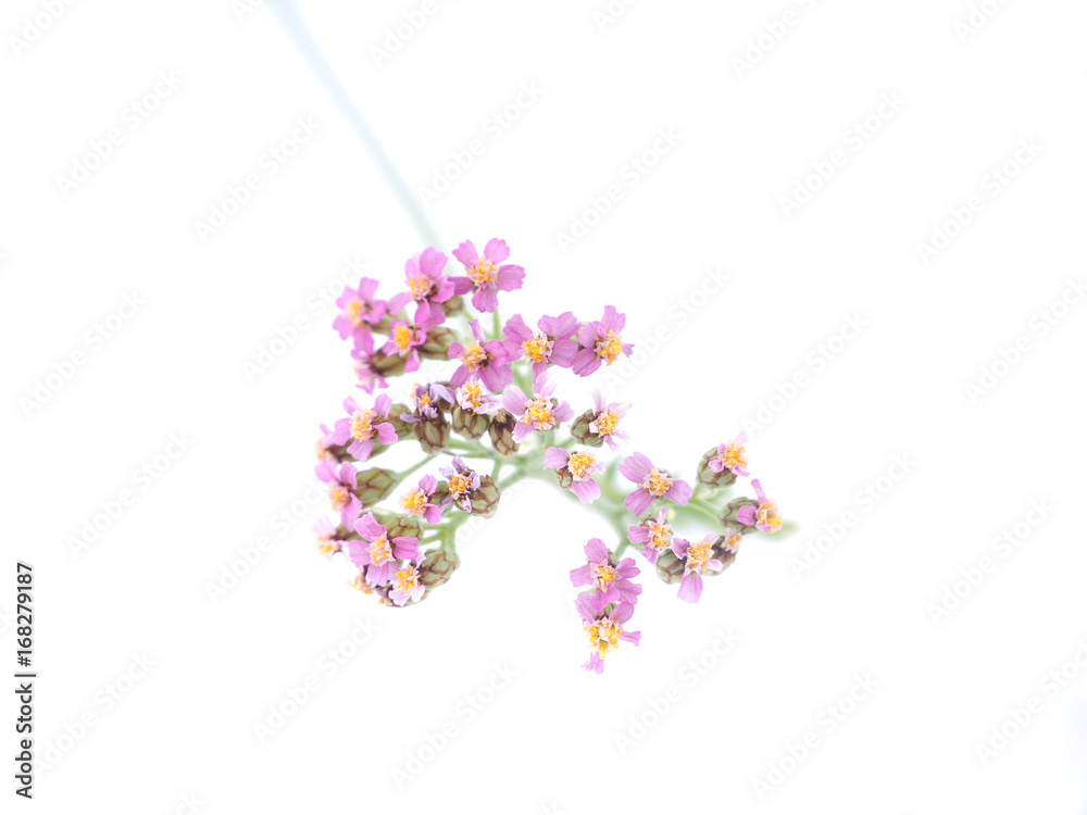 Yarrow flowers on white background Yarrow flowers on white background