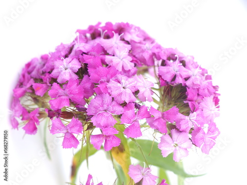 Carnations flowers on white background