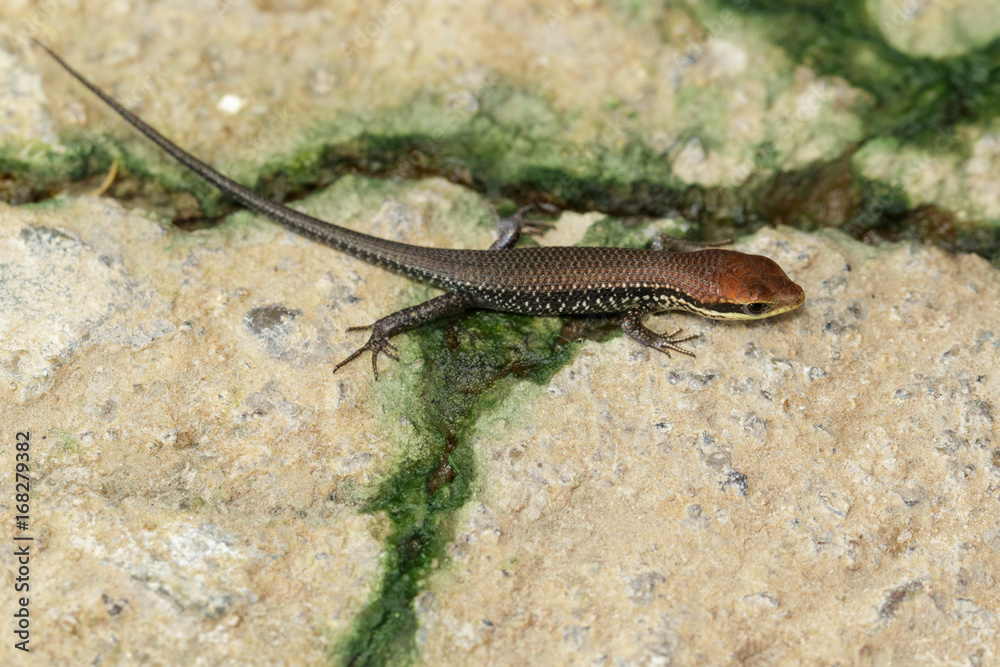 Obraz premium Image of a common garden skink (Scincidae) on the floor. Reptile Animal