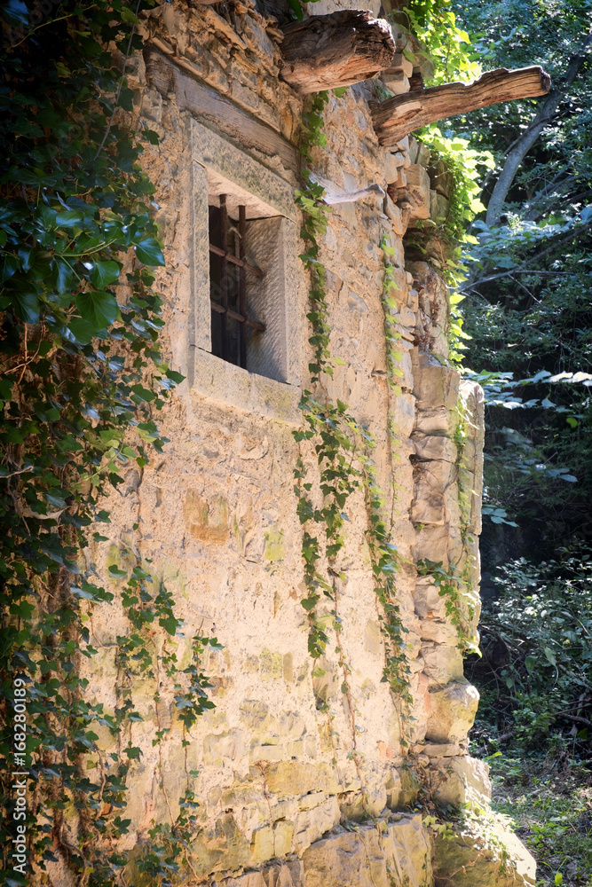 Overgrown wall of abandoned building.