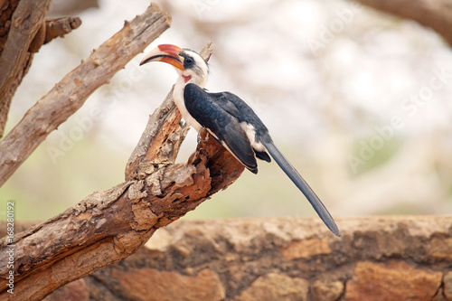 Red billed hornbill (Tochus erythrorhynchus)