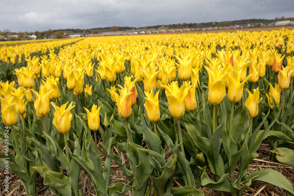 Obraz premium Tulip fields in the Bollenstreek, South Holland, Netherlands
