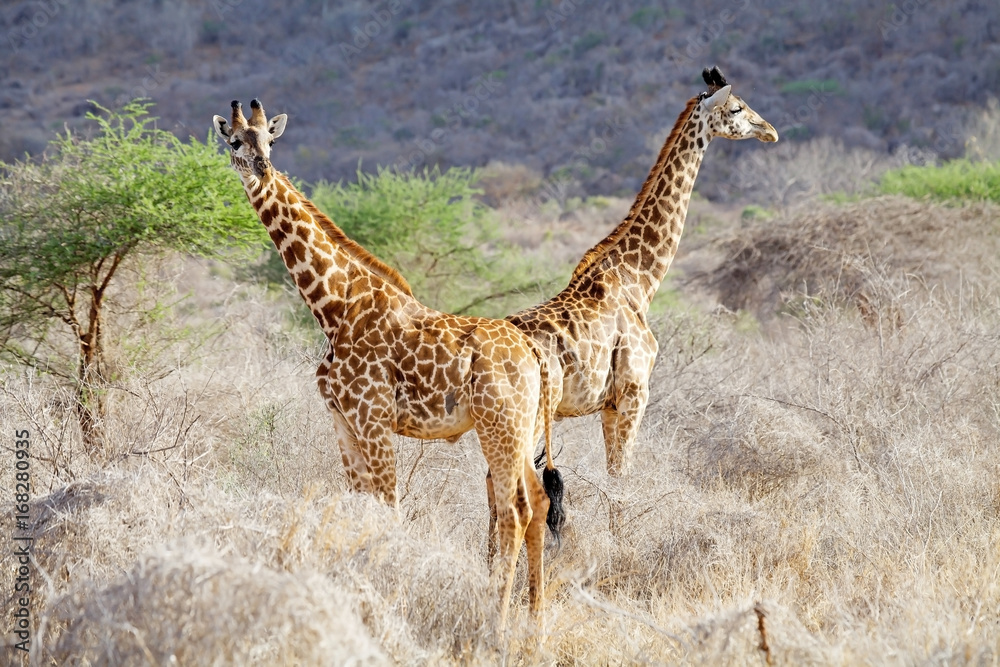 Obraz premium Giraffe (Giraffa camelopardalis)