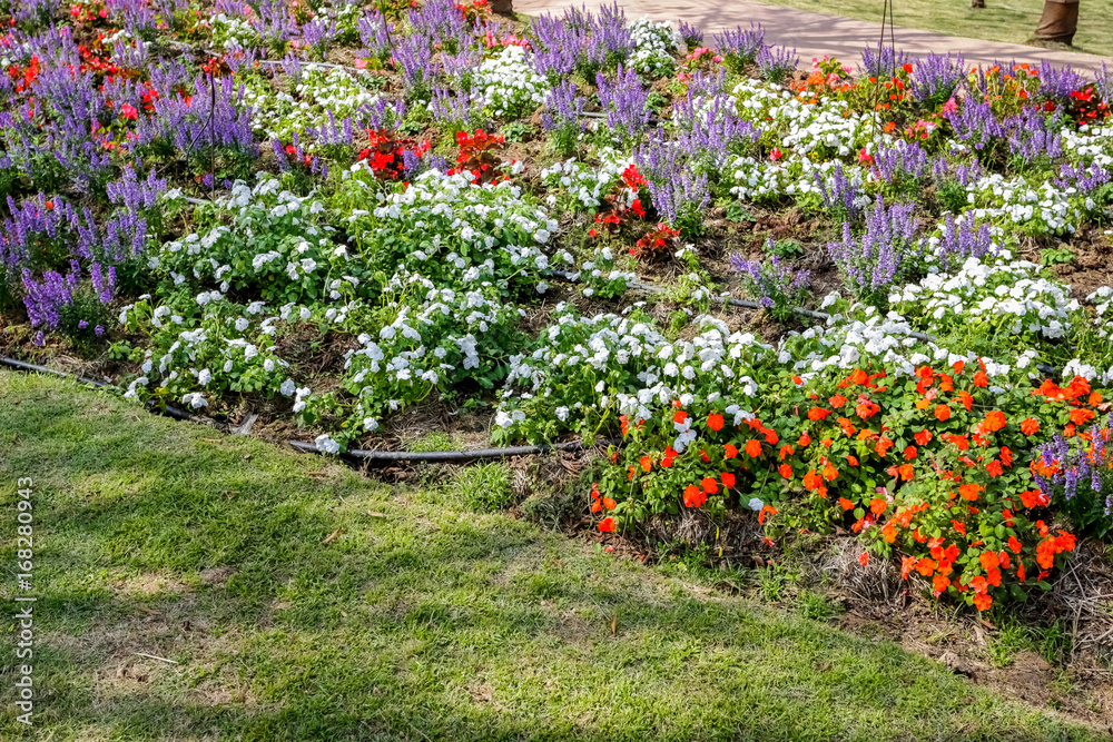 Flowers garden.