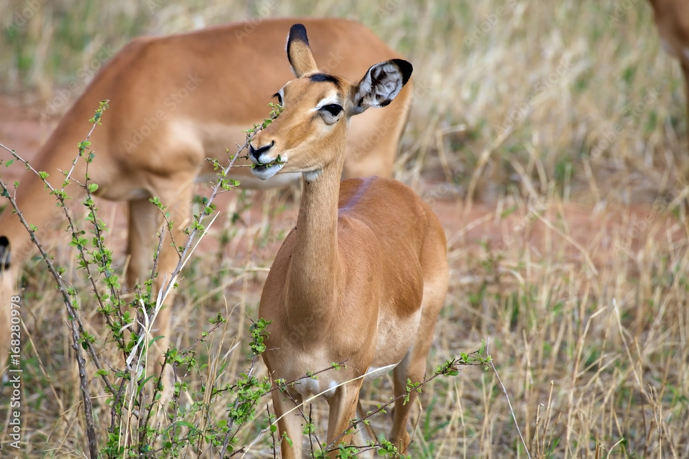 Female impala (Aepyceros melampus) Female impala (Aepyceros melampus)