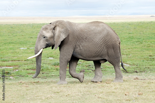 African elephant  Loxodonta africana 