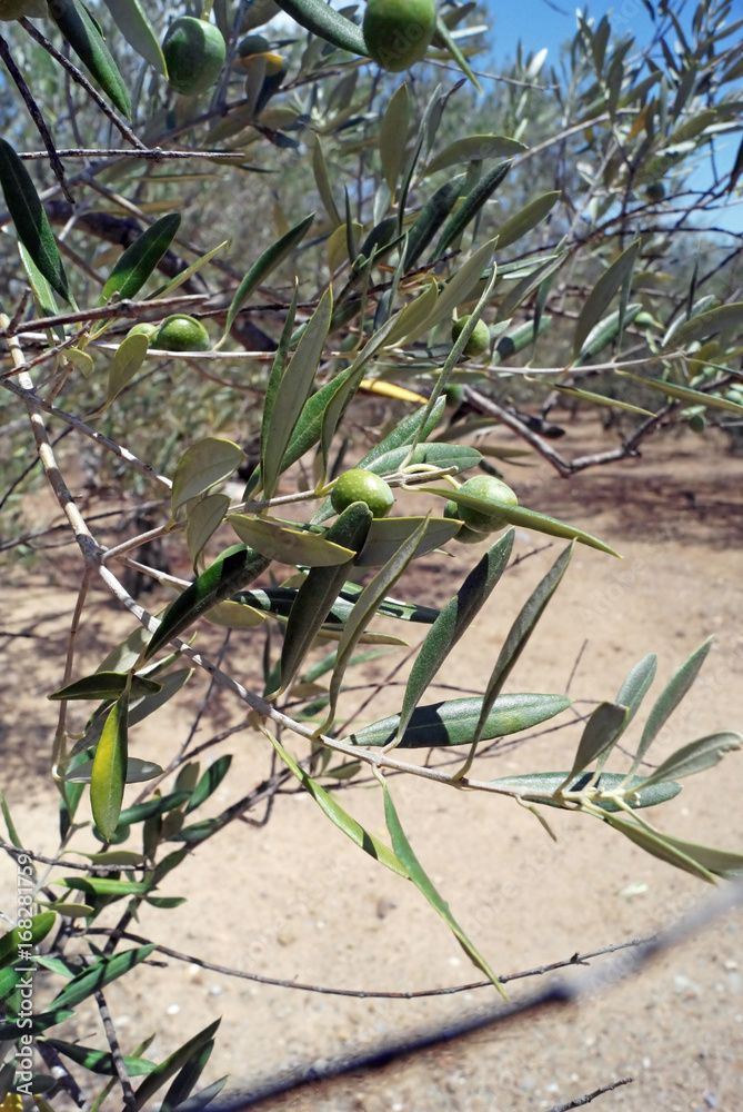 Obraz premium Olives de Catalogne en été, gros plan