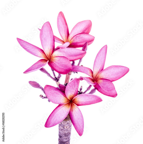 plumeria flower pink and white frangipani tropical flower, plumeria flower blooming , spa flower © sucharat