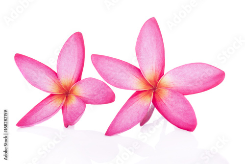 pink flower isolated on white